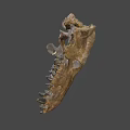 Ancient Dinosaur Skull Fossil with Sharp Teeth and Detailed Bone Structure 3d model