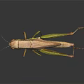 Green and Brown Grasshopper Standing Isolated on Dark Background with Long Legs and Antennae