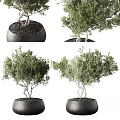 Elegant Bonsai Potted Plants With Lush Green Foliage In Black Ceramic Pots