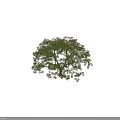 Tall Arbor Tree With Lush Green Foliage And Orange Blossoms Featuring Small Scale Figure