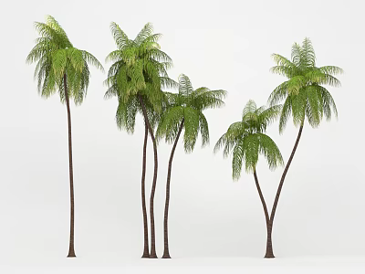 Five Tall Palm Trees with Slender Trunks and Green Feathery Fronds Against White Background 3d model