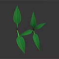 Green Seedlings with Stems and Leaves on Dark Background and Visible Reflections