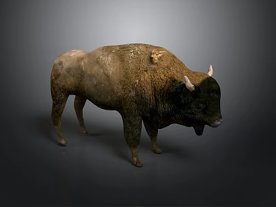 Realistic Standing Buffalo With Brown Fur And White Horns On Gray Background 3d model