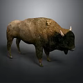 Realistic Standing Buffalo With Brown Fur And White Horns On Gray Background
