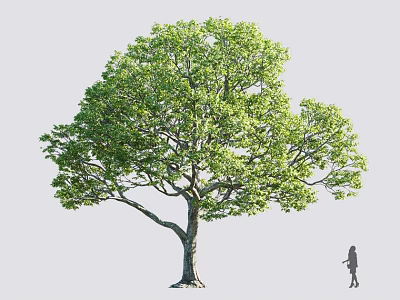 Arbor With Lush Green Foliage Strong Trunk And Human Figure For Scale 3d model