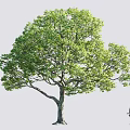 Arbor With Lush Green Foliage Strong Trunk And Human Figure For Scale