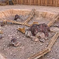 Circular Pit Terrain Featuring Wooden Fences Crossed Planks Various Rocks And Gravel Ground