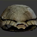 Natural Turtle Shell With Detailed Brown Beige Texture On Dark Background