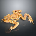 Brown Spotted Toad With Blue Eyes And Textured Skin Lying On Dark Reflective Surface
