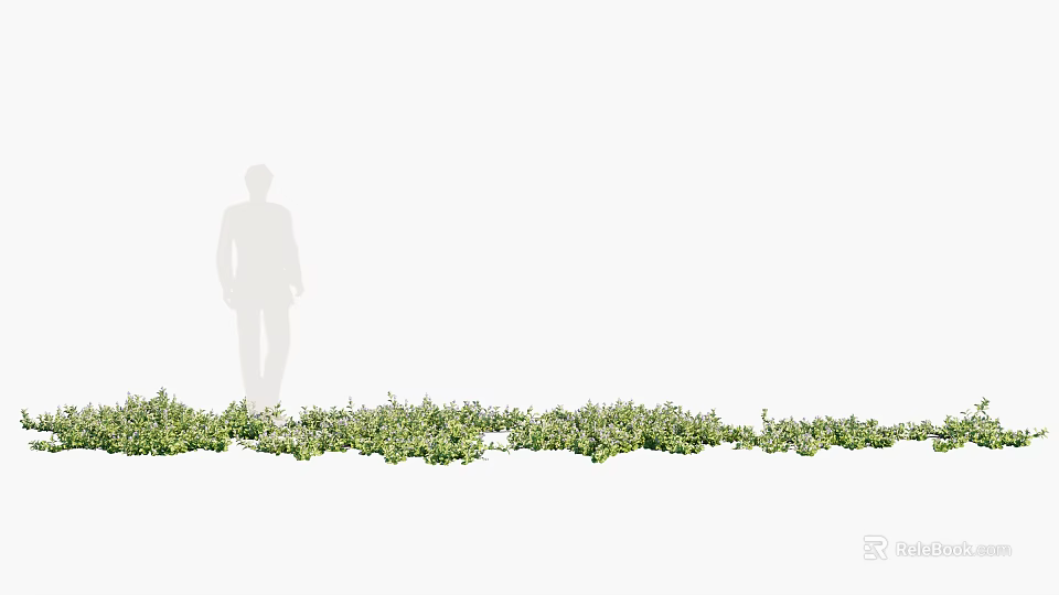 Low Growing Green Ground Cover Plants With Lush Foliage And Natural Appearance 3d model 