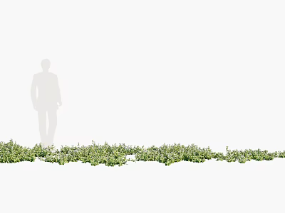 Low Growing Green Ground Cover Plants With Lush Foliage And Natural Appearance 3d model