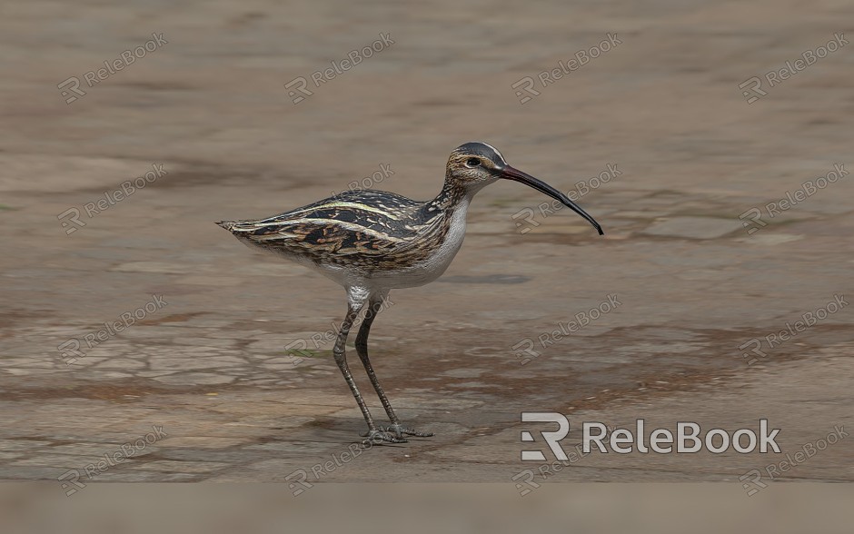 Modern animal white-waisted curlew model