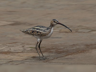 Modern animal white-waisted curlew model