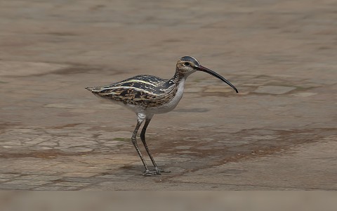 Modern animal white-waisted curlew 3d model