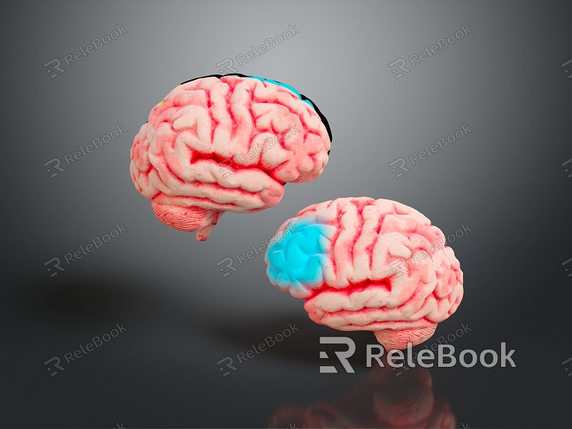 Human Brain Human Brain Brain Structure Head Planer Face Human Head Planer Face Human Brain Planer Face Structure model