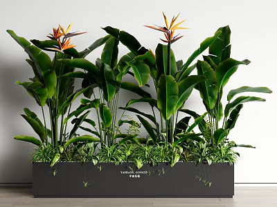 Strelitzia Reginae Potted Plants With Large Green Leaves In Black Rectangular Planter 3d model
