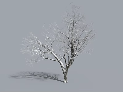 Winter Arbor with Snow Covered Branches and Shadow on Gray Background 3d model