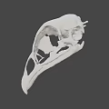Detailed White Bird Skull Isolated On Dark Background With Intricate Features 3d model