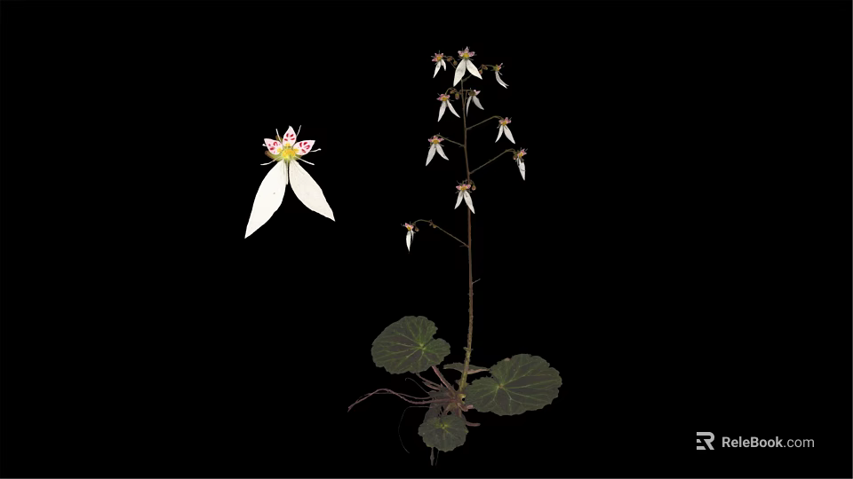 Edible Plant With White Flowers Green Leaves And Roots On Black Background 3d model 