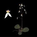 Edible Plant With White Flowers Green Leaves And Roots On Black Background