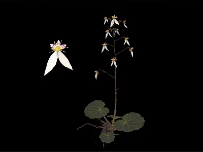 Edible Plant With White Flowers Green Leaves And Roots On Black Background 3d model