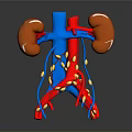Detailed 3D Model Of Human Kidneys With Blood Vessels And Surrounding Tissues