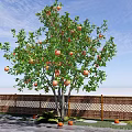 Garden Landscape Featuring Fruit Tree With Ripe Fruits Wooden Fence And Stone Path