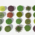 Different Types Of Colorful Round Shaped Shrubs For Garden Landscaping Design