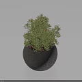 Lush Green Potted Bonsai Plant in Modern Black Round Pot with Light Blue Background