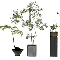 Various Bonsai Potted Plants with Different Containers and Foliage Types 3d model