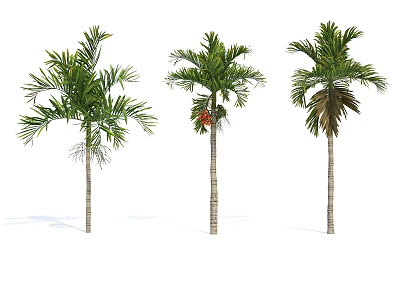 Tall Three Palm Trees With Lush Green Leaves Brown Trunks And Red Fruits 3d model