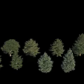 Diverse Arbor Trees With Green Foliage Lush Canopies And Various Shapes