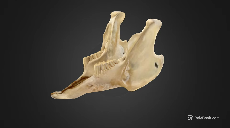 Ivory Colored Anatomical Skull Organ With Detailed Bone Structure And Dark Background 3d model 