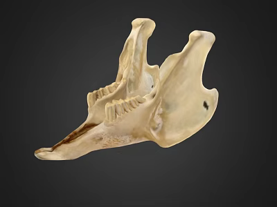 Ivory Colored Anatomical Skull Organ With Detailed Bone Structure And Dark Background 3d model