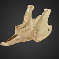 Ivory Colored Anatomical Skull Organ With Detailed Bone Structure And Dark Background