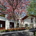 Commercial Landscape Design With Cherry Blossom Trees White Architecture And Outdoor Courtyard