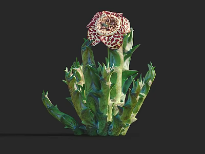 Exotic Succulent Plant With Green Spiky Stems And Spotted Flower 3d model