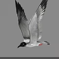 Black and White Seagull Flying with Outstretched Wings Against Gray Sky