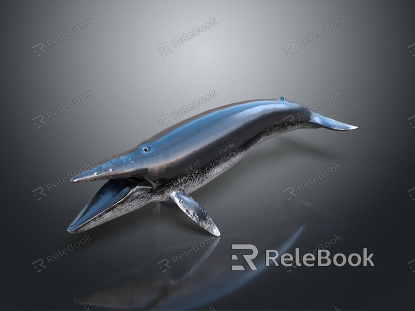 whale cartoon whale mammal marine mammal marine animal fish freshwater fish marine fish model