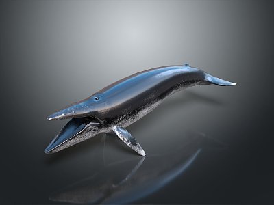 whale cartoon whale mammal marine mammal marine animal fish freshwater fish marine fish model