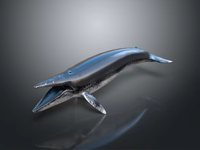 Blue Whale Model With Open Mouth Shiny Metallic Surface On Black Background And Reflection 3d model