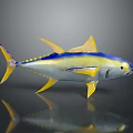 Vibrant Yellow And Blue Aquatic Fish With Colorful Fins On Reflective Surface