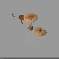 Different Types of Colorful Mushrooms With Unique Shapes And Textures On Black Background