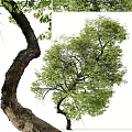 Two Lush Green Arbor Trees With Curved Trunks And Dense Foliage Near Human Figure