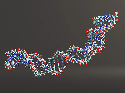 DNA Double Helix Molecular Structure 3D Model with Blue Red White Atoms 3d model