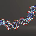 DNA Double Helix Molecular Structure 3D Model with Blue Red White Atoms