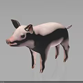 Cute Pink Piglet Standing On Shiny Black Surface With Soft Gray Background