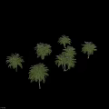 Palm Trees In Various Growth Forms With Single And Multiple Trunks For Landscape 3d model