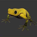 Yellow Frog With Green Spotted Limbs On Dark Background And Reflection