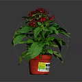 Potted Plant With Red Flowers And Green Leaves In Red Pot